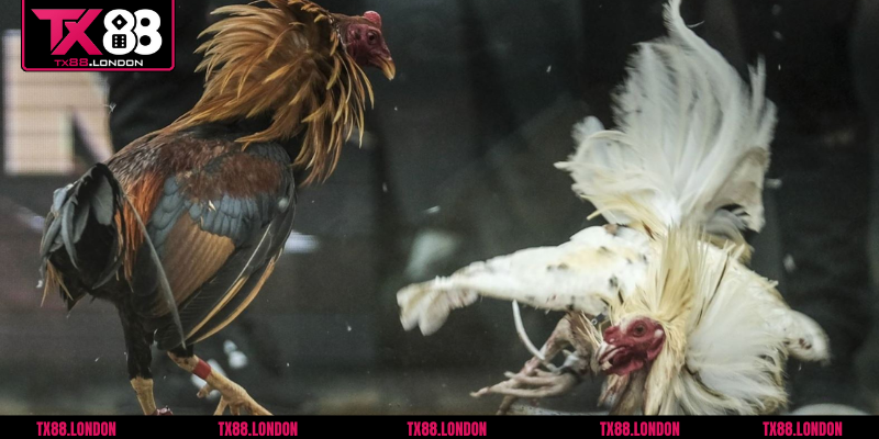 Ưu đãi & khuyến mãi dồi dào